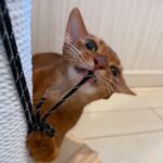 Abyssinian Feline