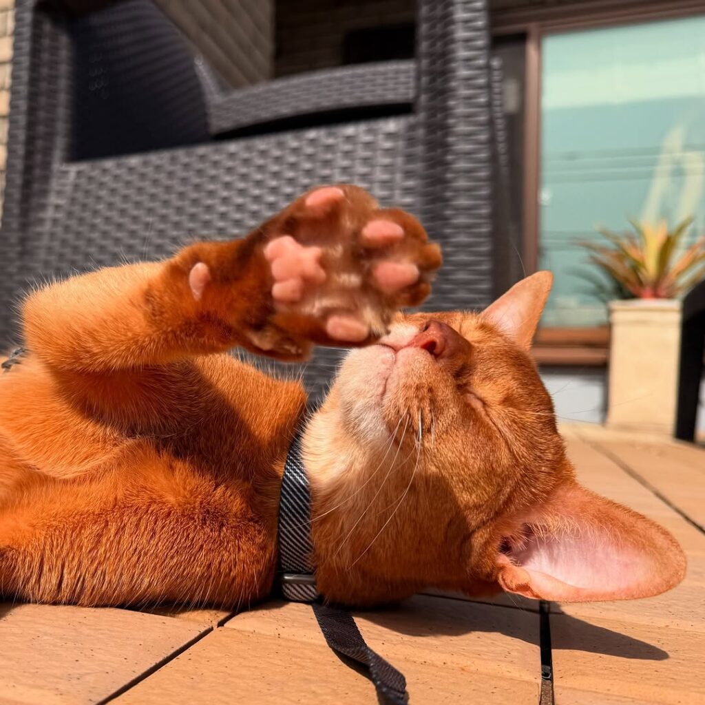 Abysss FAQ buy abyssinian kittens