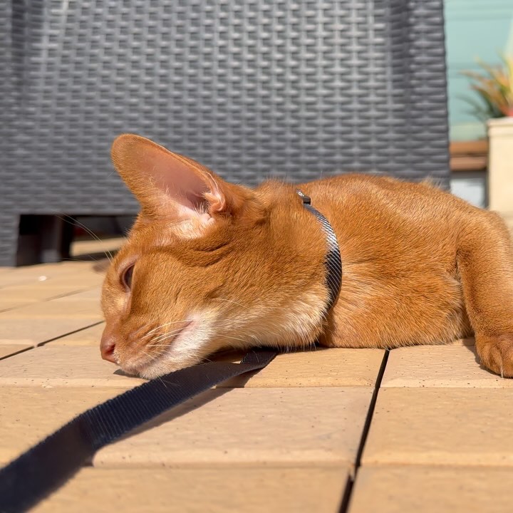 Abyssss FAQ buy abyssinian kittens